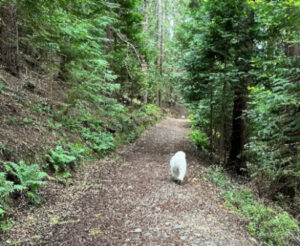 Dog slowly walking in forest following the advice from Celia Monk therapy. Becoming active after covid.